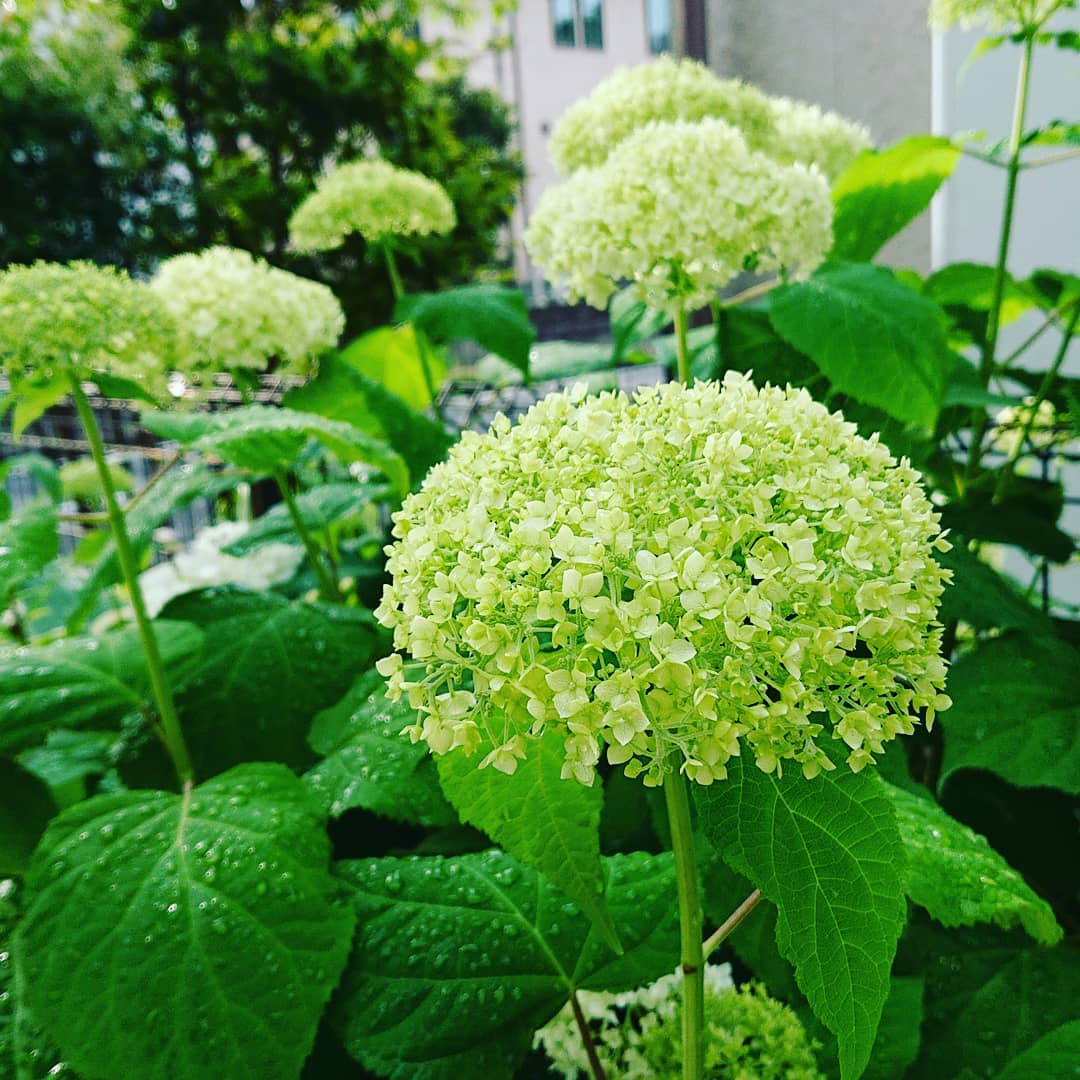 6月16日（火）本日のカレー4種