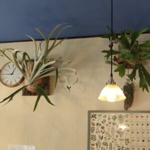 5/8(水)のカレー